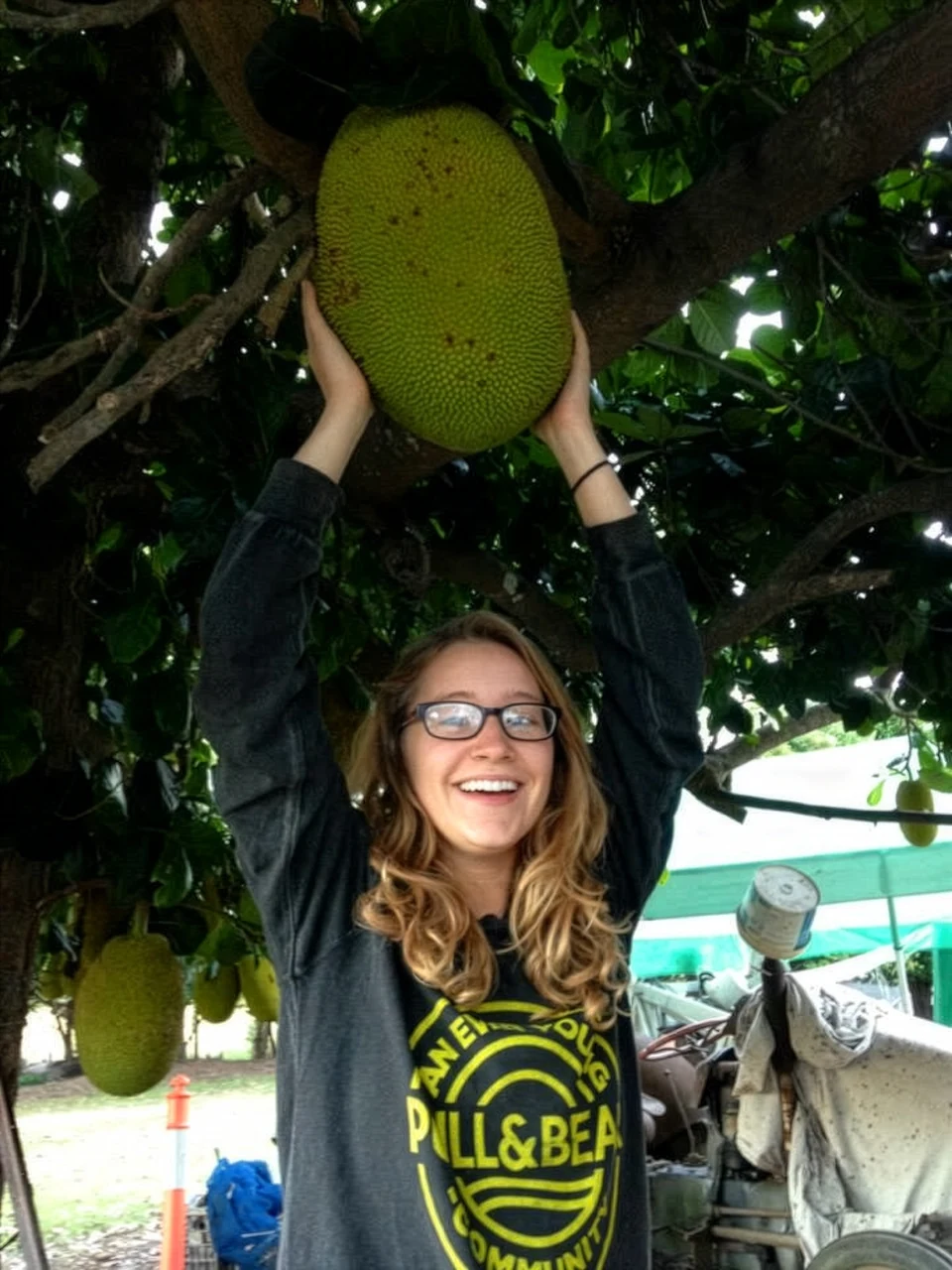 A smiling person holding a large jackfruit growing on the tree at Noosa Forest Retreat, with more fruit hanging beneath.