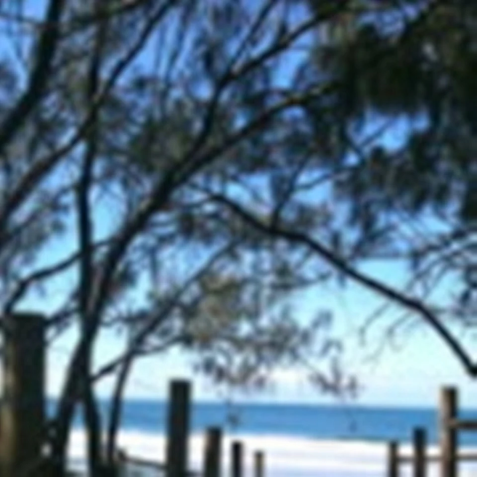 The beach across the road from Sundeck Gardens, seen through she-oak branches from a timber-railed path.